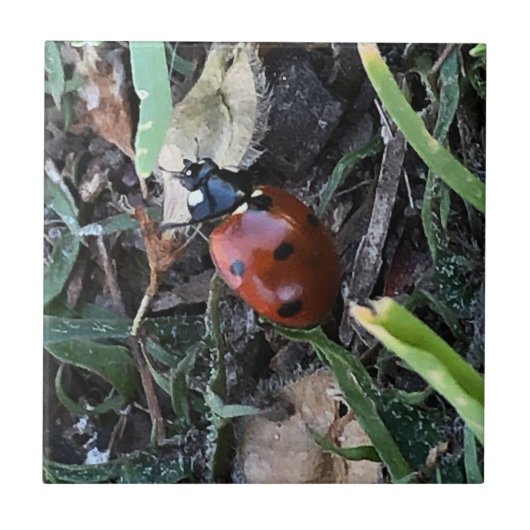 Lady Bug Tegeltje (Voorkant)