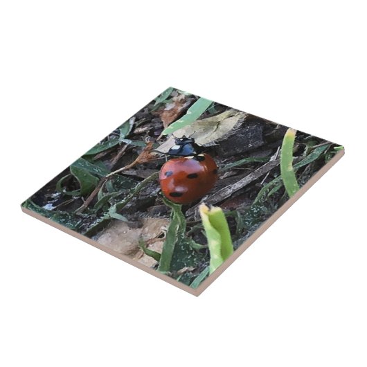 Lady Bug Tegeltje (Zijkant)