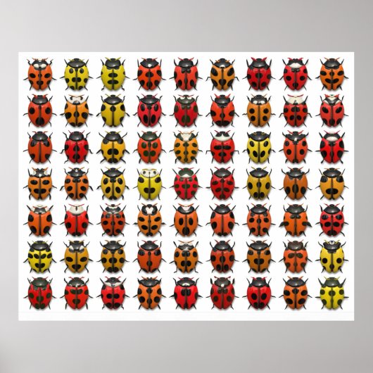 Lady Bugs 1 Poster (Voorkant)