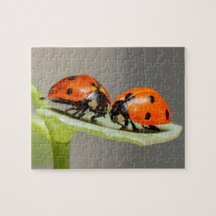 Lady Bugs Jigzaag Puzzle Legpuzzel