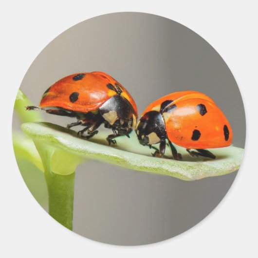 Lady Bugs Round Sticker (Voorkant)