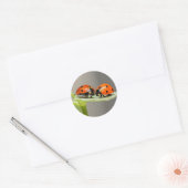 Lady Bugs Round Sticker (Envelop)