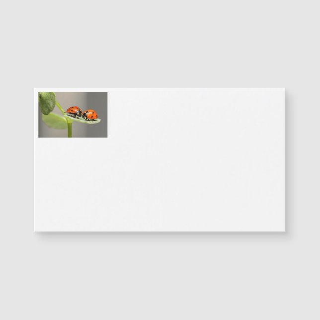 Lady Bugs Visitekaartjes (Voorkant)