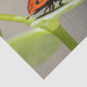 Lady Bugs-weefselpapier Tissuepapier (Detail)