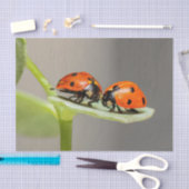 Lady Bugs-weefselpapier Tissuepapier (Craft)