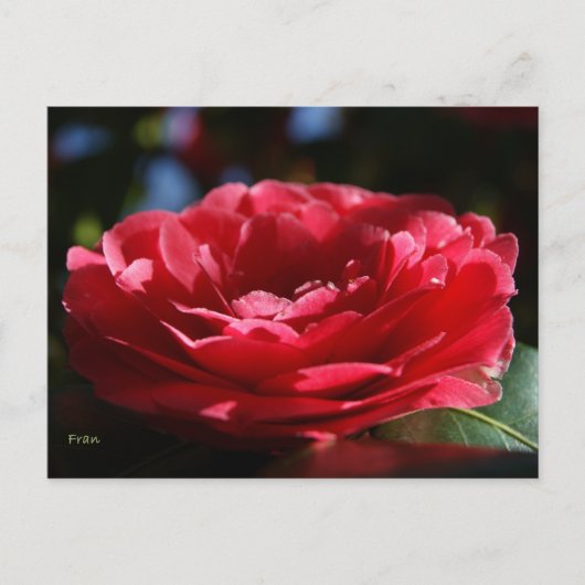 Lady Camellia Briefkaart (Voorkant)