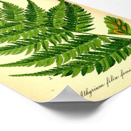 Lady Fern (Athyrium filix-femina) Poster (Hoek)