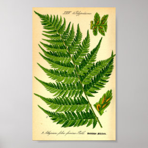 Lady Fern (Athyrium filix-femina) Poster