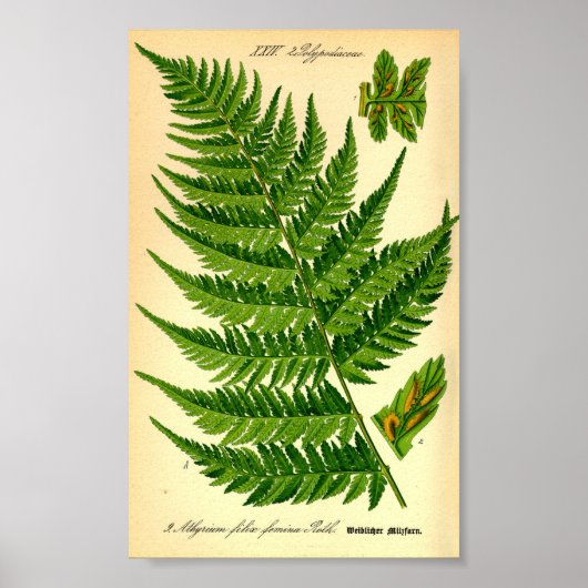 Lady Fern (Athyrium filix-femina) Poster (Voorkant)