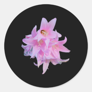 Lady Flowers (belladonna Lily) Whitebg Sticker