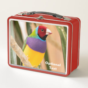 Lady Gouldian Finch
