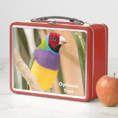 Lady Gouldian Finch (In situ)