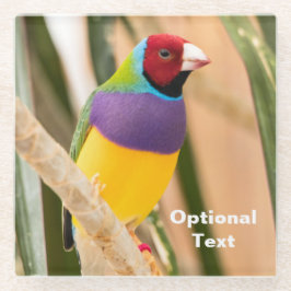 Lady Gouldian Finch Glazen Onderzetter