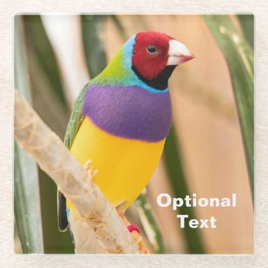 Lady Gouldian Finch Glazen Onderzetter (Voorkant)