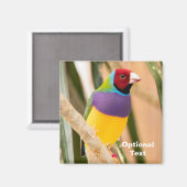 Lady Gouldian Finch Magneet (Voorkant / Achterkant)