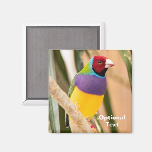 Lady Gouldian Finch Magneet (Voorkant / Achterkant)