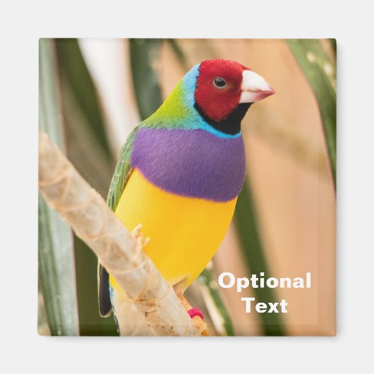 Lady Gouldian Finch Magneet (Voorkant)