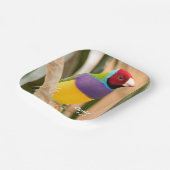 Lady Gouldian Finch Papieren Bordje (Gebogen)