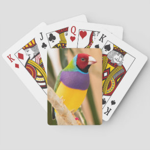 Lady Gouldian Finch Pokerkaarten