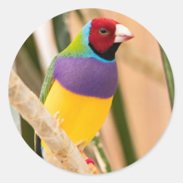 Lady Gouldian Finch Ronde Sticker