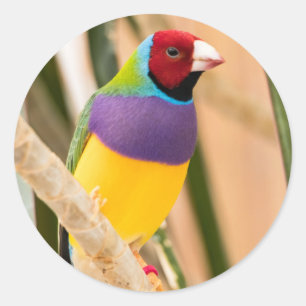 Lady Gouldian Finch Ronde Sticker