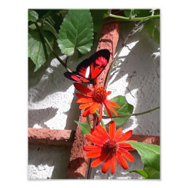 Lady in Red Limited Edition Foto Afdruk