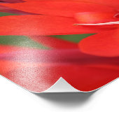 "Lady in Red" Red Canna Lily Closeup Foto print Afdruk (Hoek)