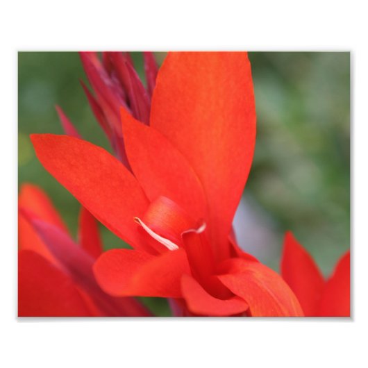 "Lady in Red" Red Canna Lily Closeup Foto print Afdruk (Voorkant)