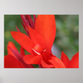 "Lady in Red" Rood Canna Lily Closeup Poster (Voorkant)