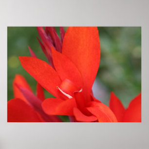 "Lady in Red" Rood Canna Lily Closeup Poster