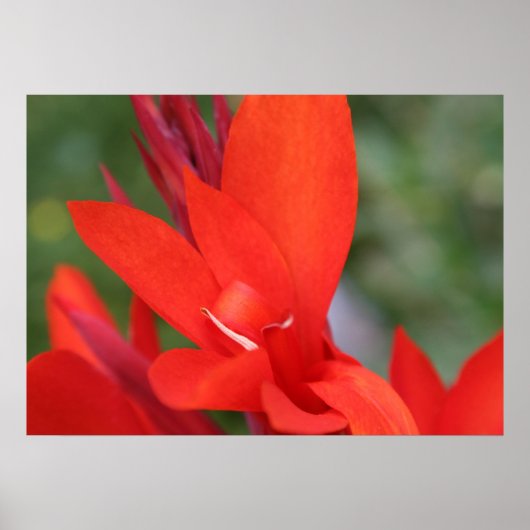 "Lady in Red" Rood Canna Lily Closeup Poster (Voorkant)