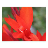 "Lady in Red" Rood Canna Lily Foto afdrukken (Voorkant)