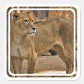 Lady Lioness Sticker (Voorkant)