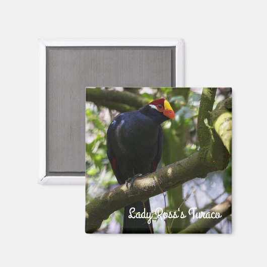 Lady Ross's Turaco Magneet (Voorkant / Achterkant)