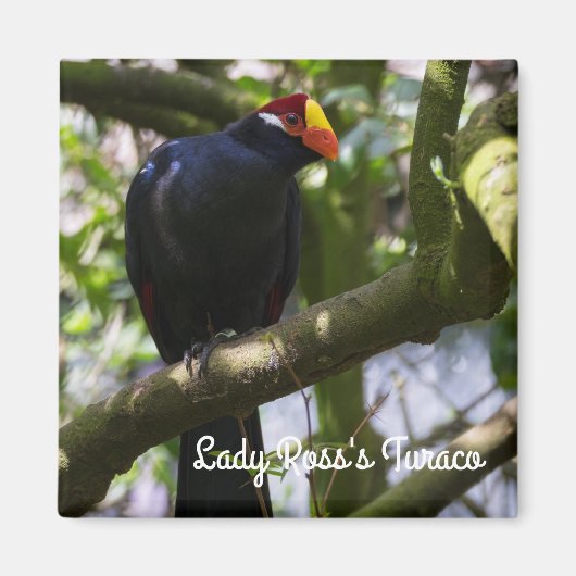 Lady Ross's Turaco Magneet (Voorkant)