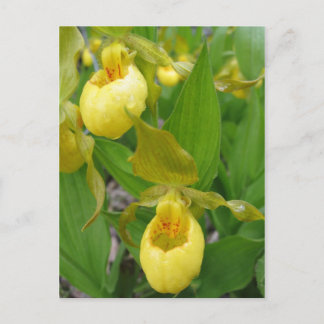 Lady Slipper Briefkaart