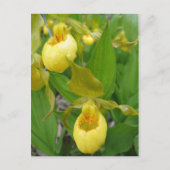 Lady Slipper Briefkaart (Voorkant)