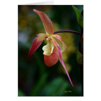 Lady Slipper en Orchids
