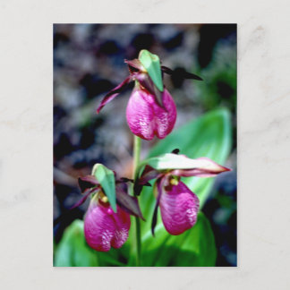 Lady Slipper I, roze groene tuin Briefkaart