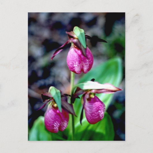 Lady Slipper I, roze groene tuin Briefkaart (Voorkant)