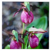 Lady Slipper I, roze groene tuin Tegeltje (Voorkant)