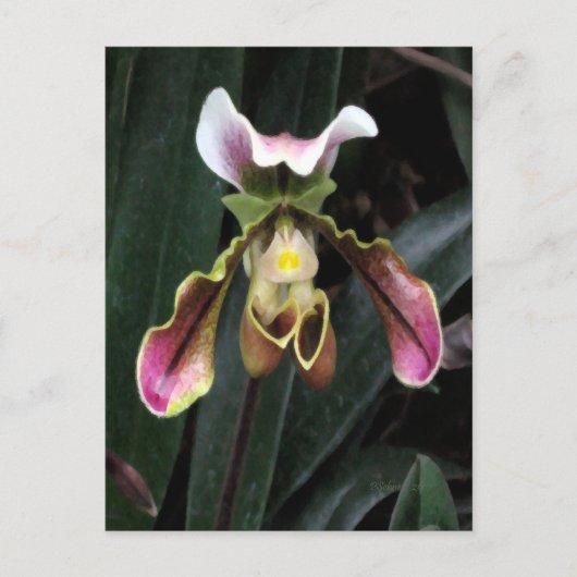Lady Slipper Orchid Briefkaart (Voorkant)