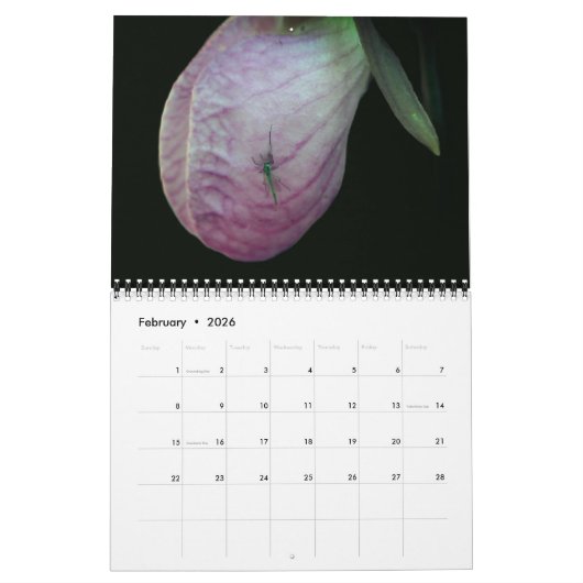 Lady Slipper Orchid Flowers Kalender (Feb 2026)