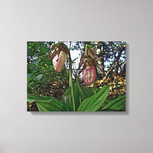 Lady Slipper Orchid Wildflower Canvas Afdruk