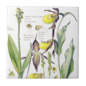 Lady Slipper Orchids Wildflower Flowers Tile Tegeltje (Voorkant)