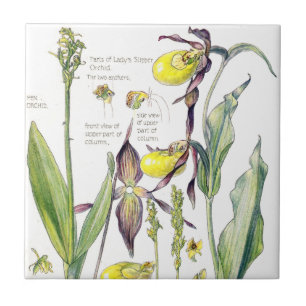 Lady Slipper Orchids Wildflower Flowers Tile Tegeltje