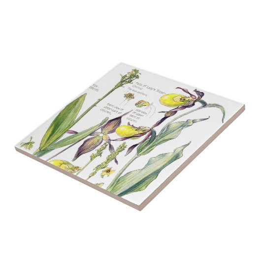 Lady Slipper Orchids Wildflower Flowers Tile Tegeltje (Zijkant)