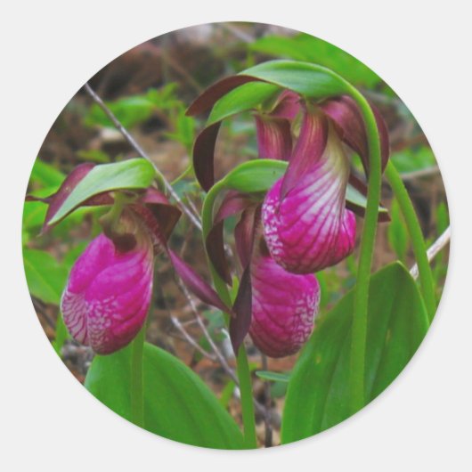 Lady Slipper Ronde Sticker (Voorkant)