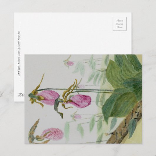Lady Slippers-Briefkaart Briefkaart (Voorkant / Achterkant)