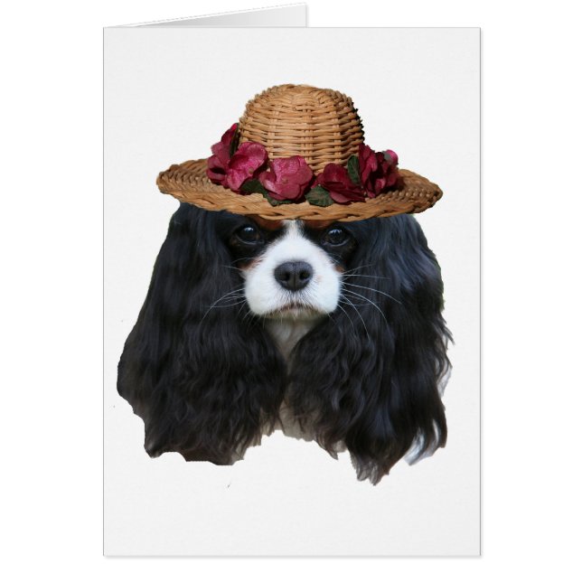 Lady Tansy (Voorkant)